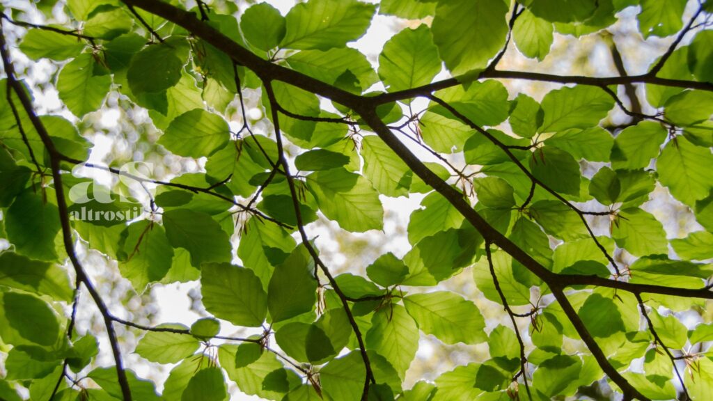 AltroStile • Il Verde che Cura: Alberi e Spazi Verdi per Salvare le Città