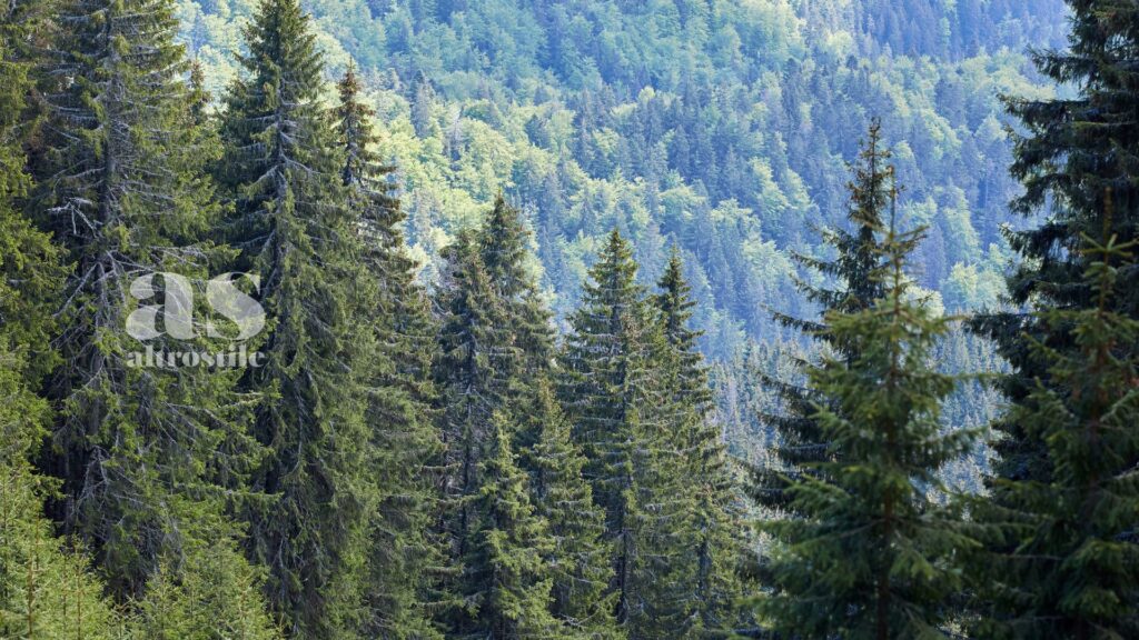 AltroStile • Il Verde che Cura: Alberi e Spazi Verdi per Salvare le Città