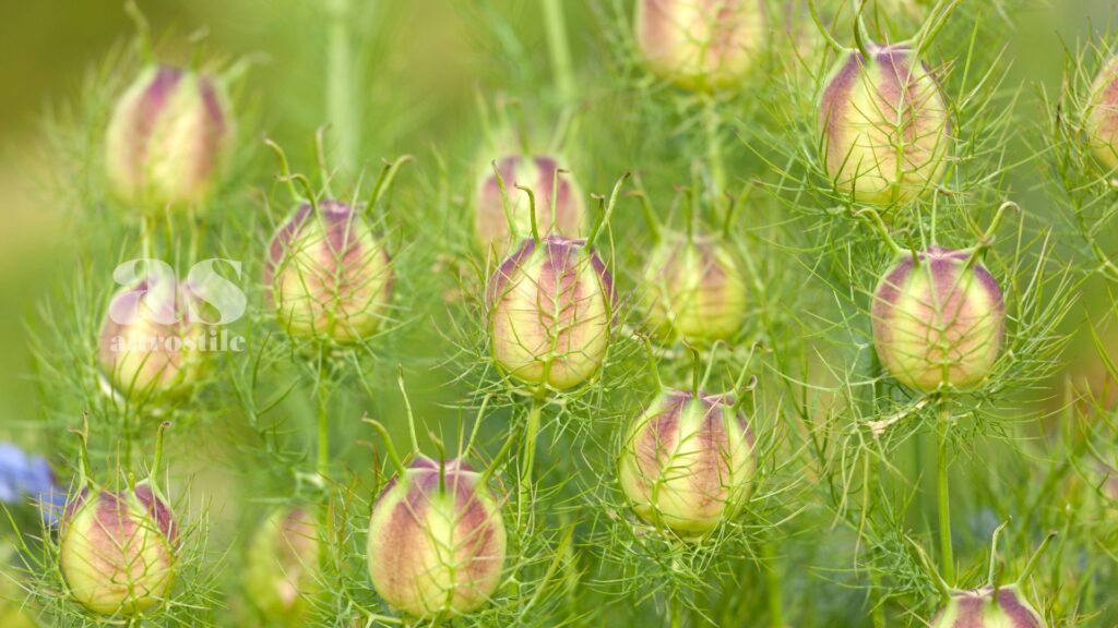 AltroStile • Nigella o Cumino Nero:  Seme Benedetto per Salute e Benessere