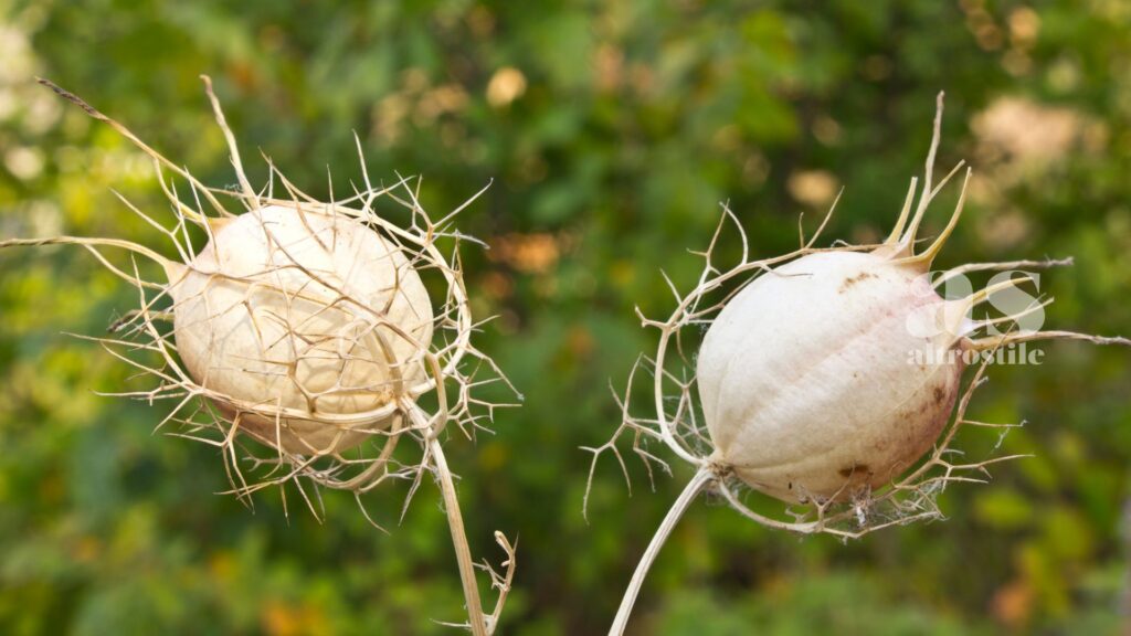 AltroStile • Nigella o Cumino Nero:  Seme Benedetto per Salute e Benessere