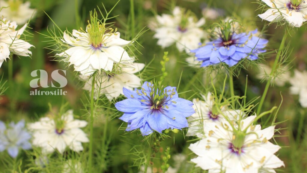 AltroStile • Nigella o Cumino Nero:  Seme Benedetto per Salute e Benessere