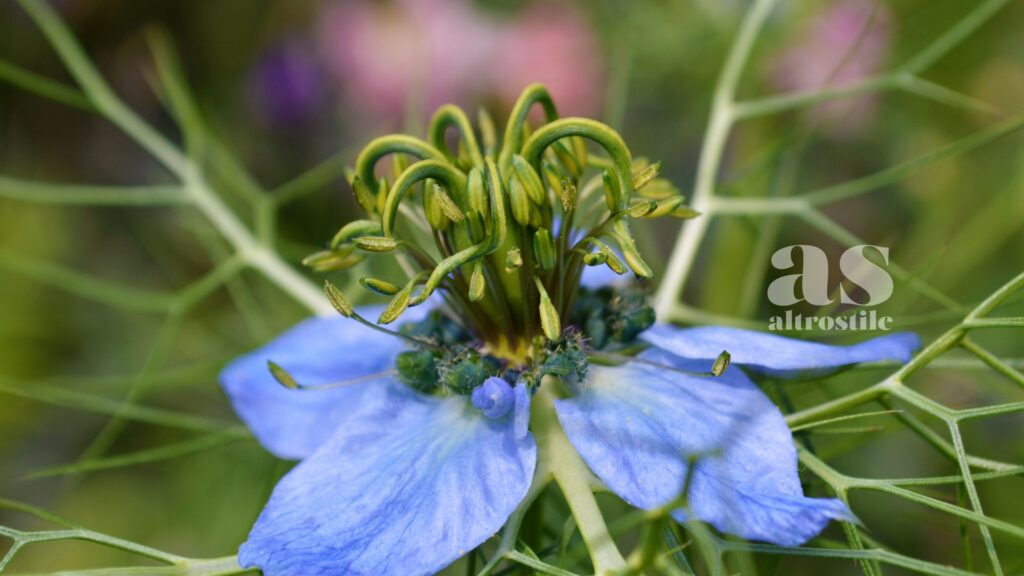 AltroStile • Nigella o Cumino Nero:  Seme Benedetto per Salute e Benessere