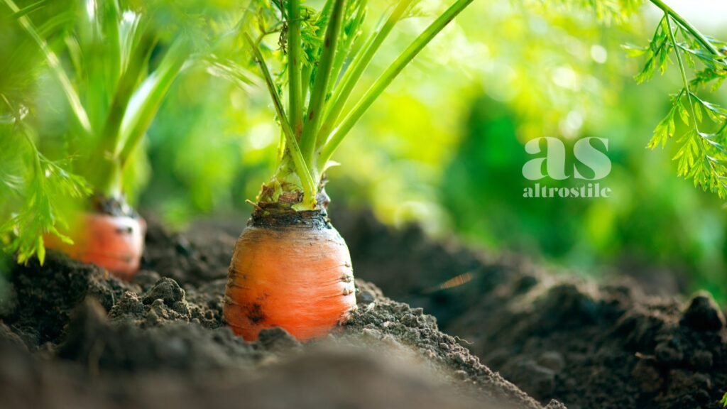 AltroStile • Carote, possono ridurre il rischio di tumore del 20%, studio del 2023 lo conferma