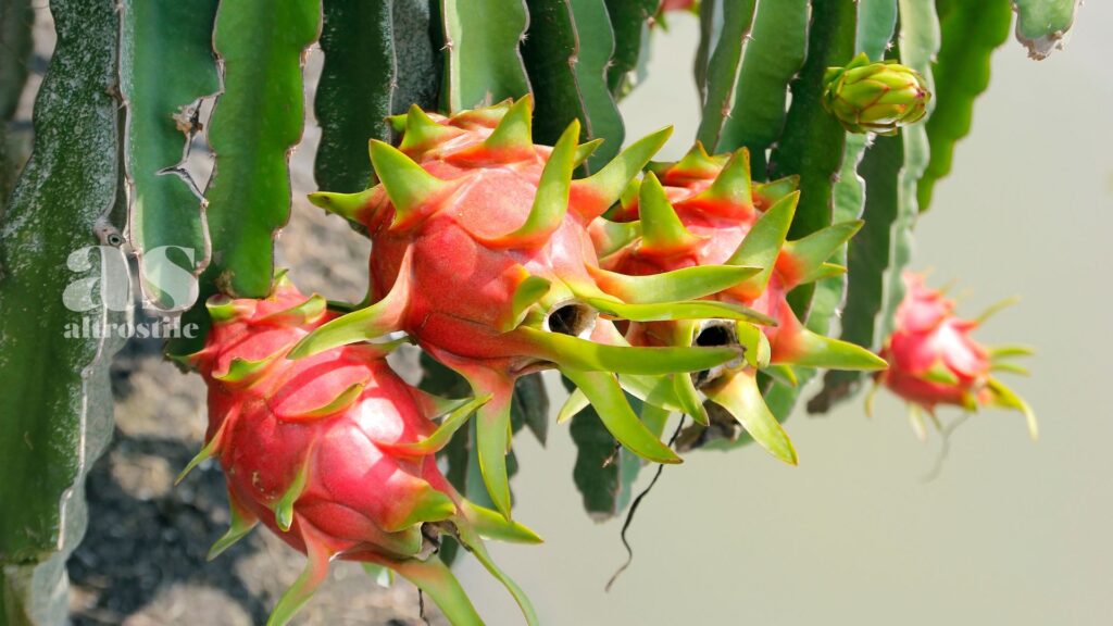 AltroStile • Dragon Fruit: Superfood Esotico con tanta Vitamina C