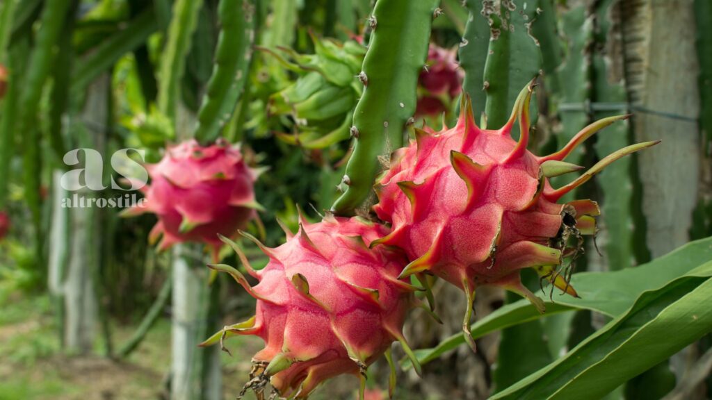 AltroStile • Dragon Fruit: Superfood Esotico con tanta Vitamina C