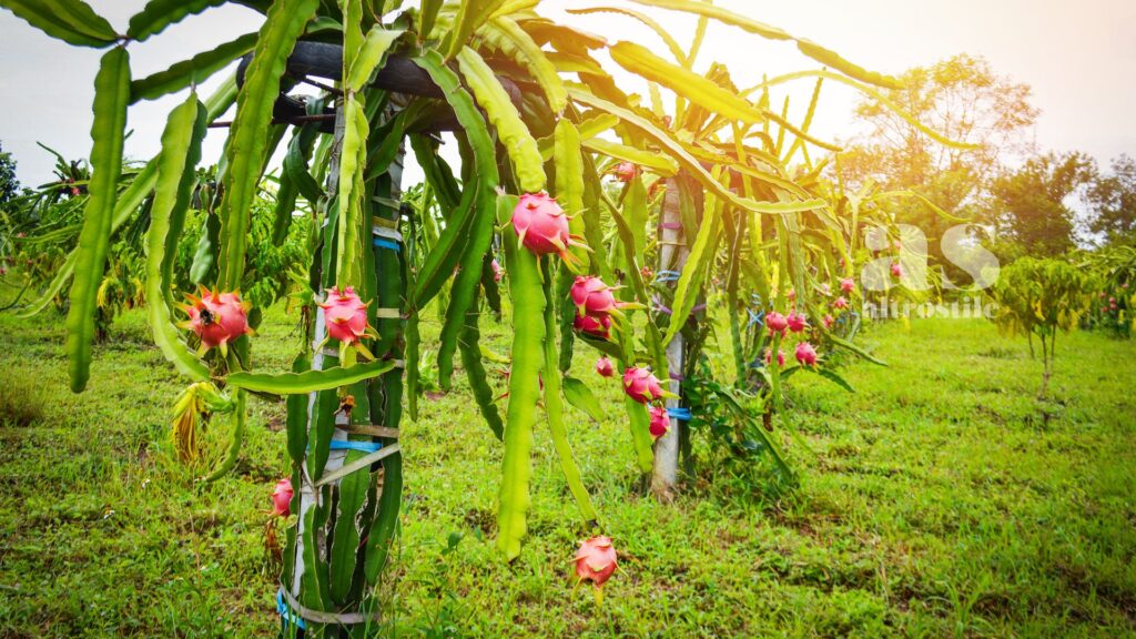 AltroStile • Dragon Fruit: Superfood Esotico con tanta Vitamina C