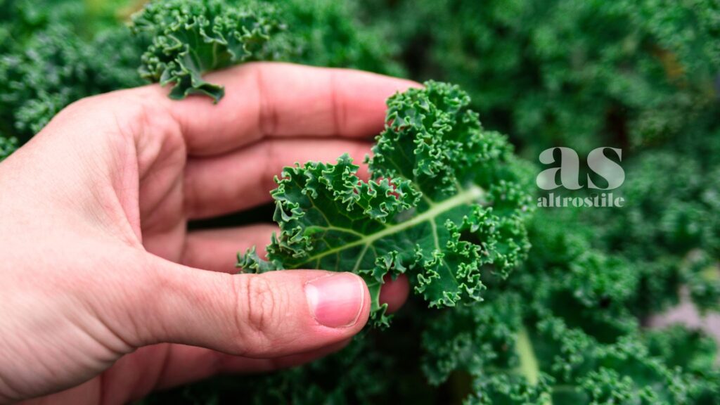 AltroStile • Kale: scopri Il Superfood che Supporta l’Immunità e Riduce l’Infiammazione