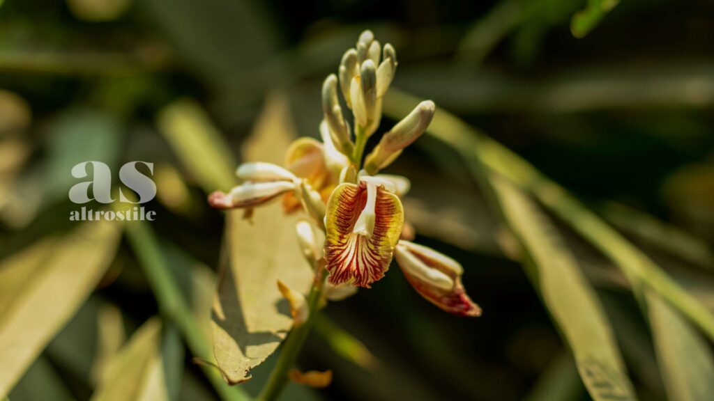 AltroStile • Cardamomo: Salute, Utilizzi in Cucina e Curiosità