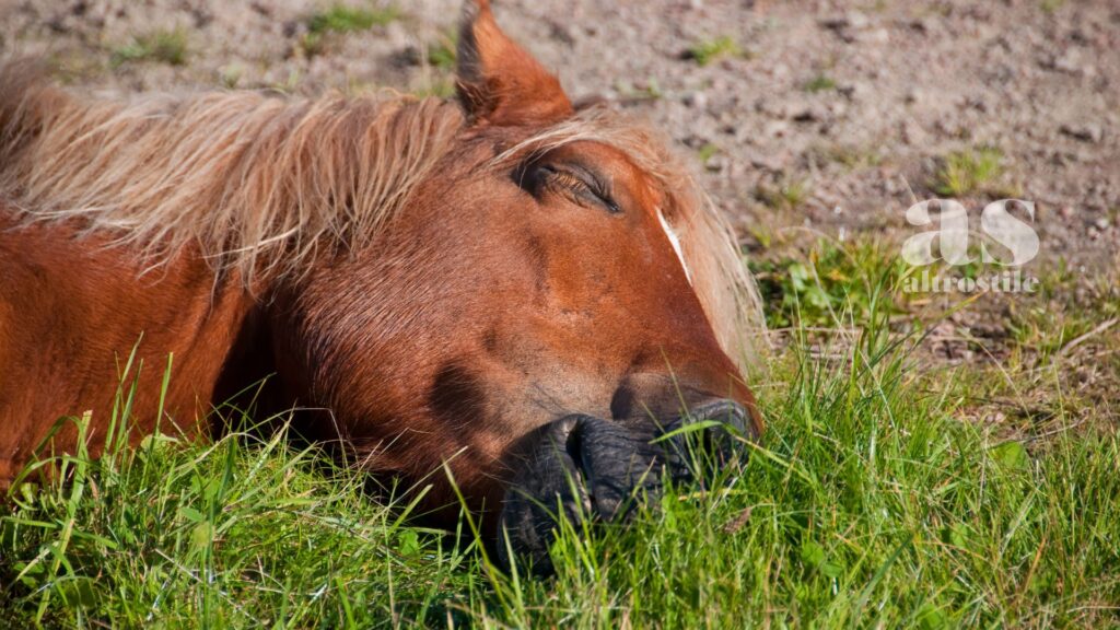 AltroStile • I Sogni degli Animali: la Nuova Frontiera della Coscienza Non Umana