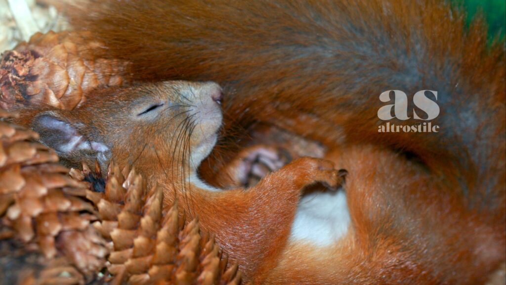 AltroStile • I Sogni degli Animali: la Nuova Frontiera della Coscienza Non Umana