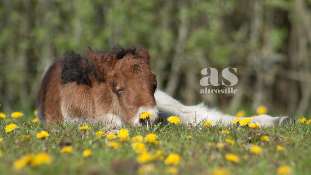 AltroStile • I Sogni degli Animali: la Nuova Frontiera della Coscienza Non Umana