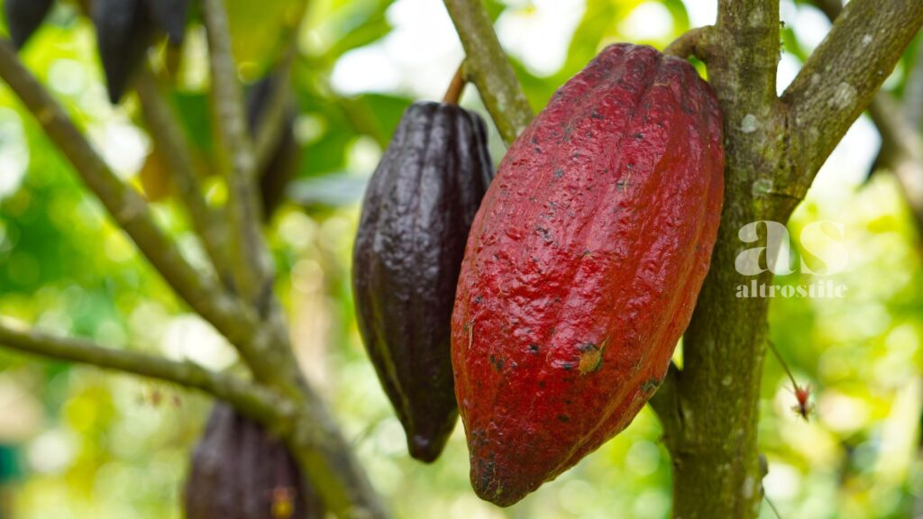 AltroStile • Cacao amaro: segreto naturale per cuore, mente e pelle