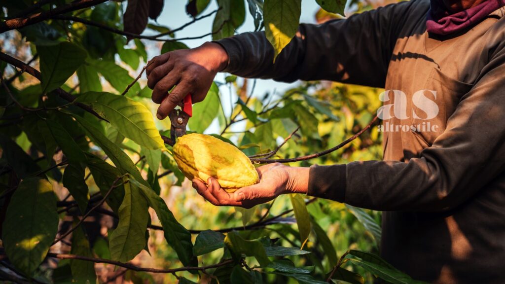 AltroStile • Cacao amaro: segreto naturale per cuore, mente e pelle