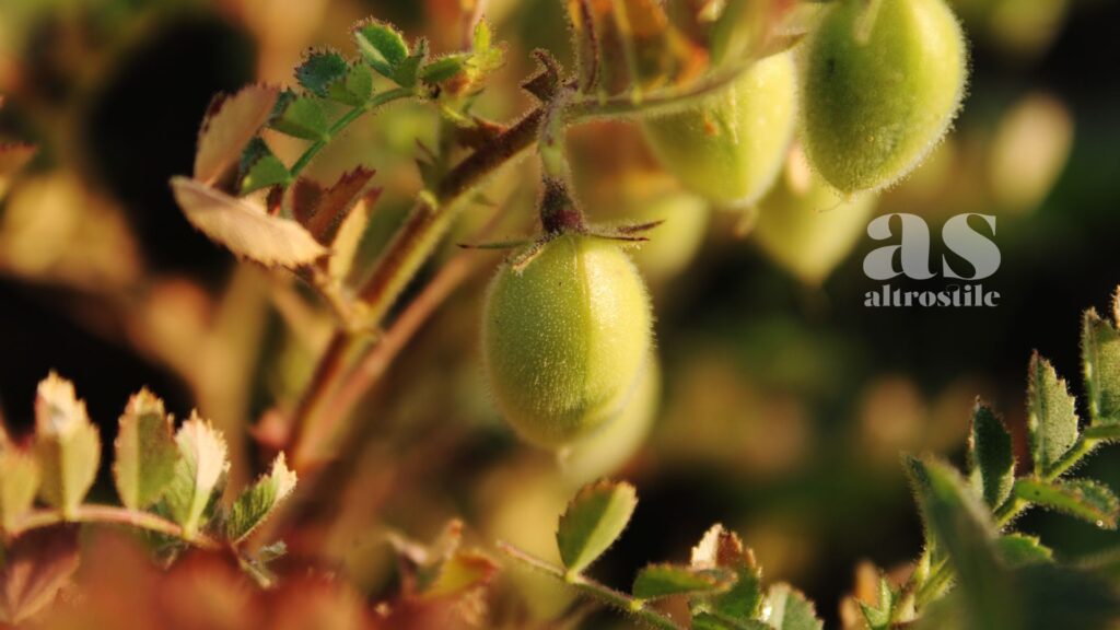 AltroStile • Ceci: 6 ricette semplici per un legume nutriente