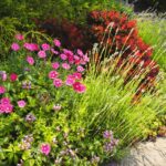 Bicarbonato in giardino: 5 strategie per piante perfette (senza usare la chimica)