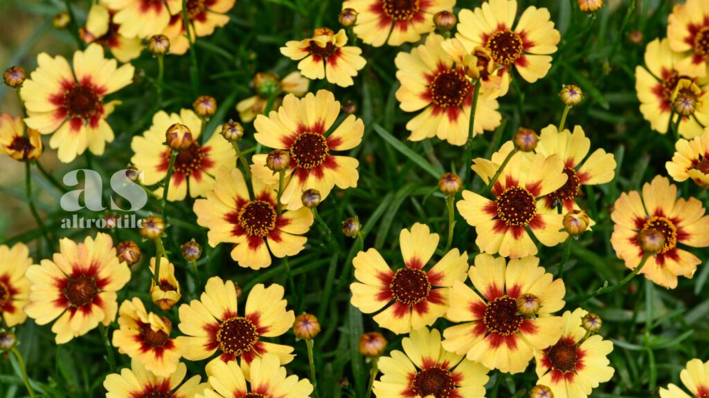 AltroStile • 10 Specie di fiori a Crescita Rapida per un Giardino Colorato