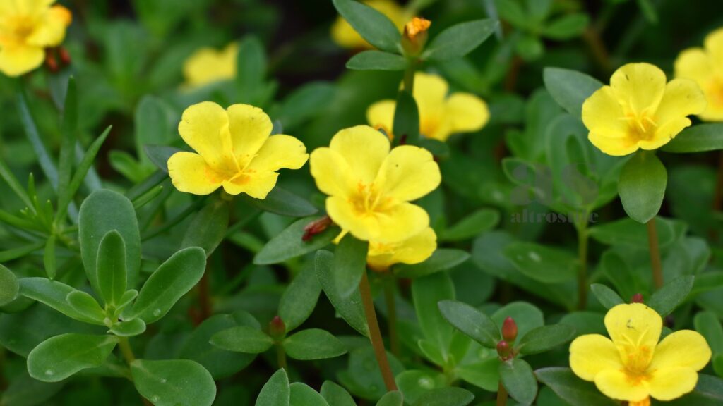 AltroStile • Portulaca: proprietà, usi e benefici di una pianta dimenticata