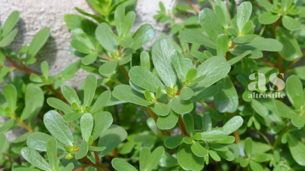 AltroStile • Portulaca: proprietà, usi e benefici di una pianta dimenticata