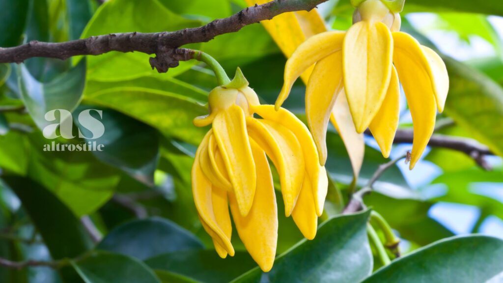 AltroStile • 5 Profumi Naturali che Favoriscono un Sonno Rigenerante