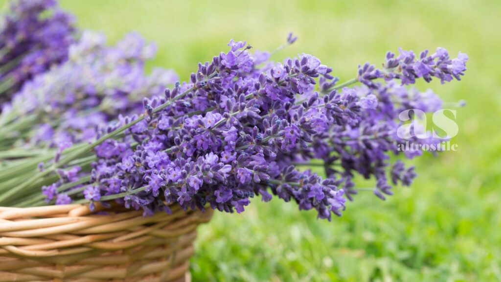 AltroStile • 5 Profumi Naturali che Favoriscono un Sonno Rigenerante