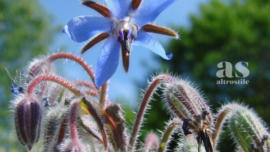 AltroStile • Fiori da mangiare: la guida completa ai fiori commestibili da coltivare in casa