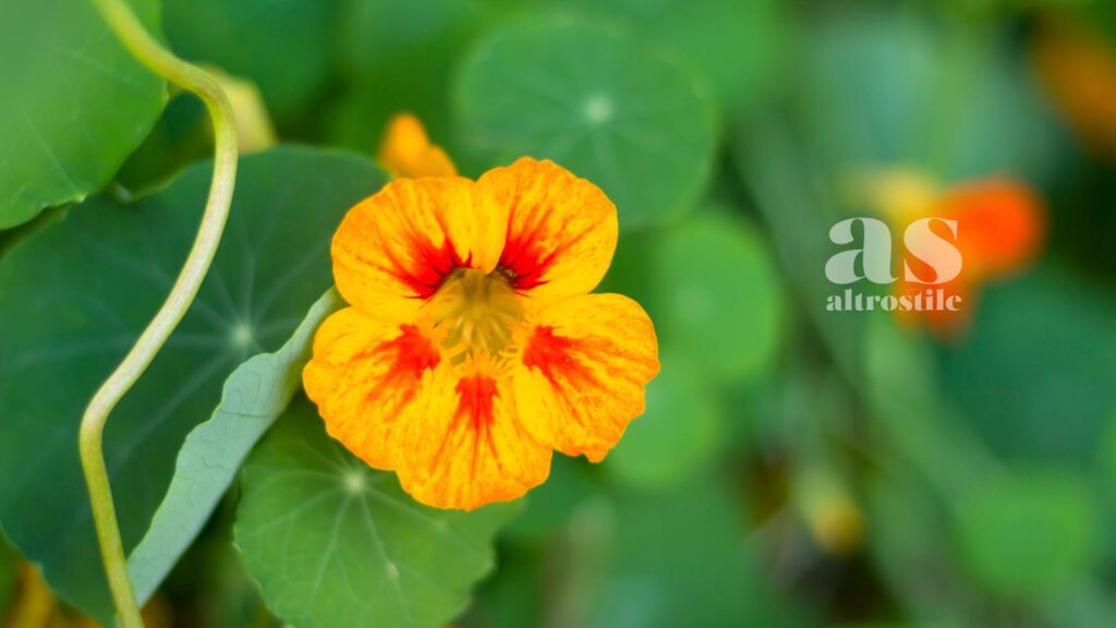 AltroStile • Fiori da mangiare: la guida completa ai fiori commestibili da coltivare in casa
