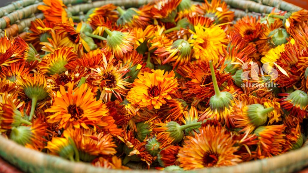 AltroStile • Fiori da mangiare: la guida completa ai fiori commestibili da coltivare in casa