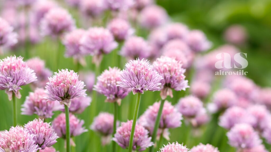 AltroStile • Fiori da mangiare: la guida completa ai fiori commestibili da coltivare in casa