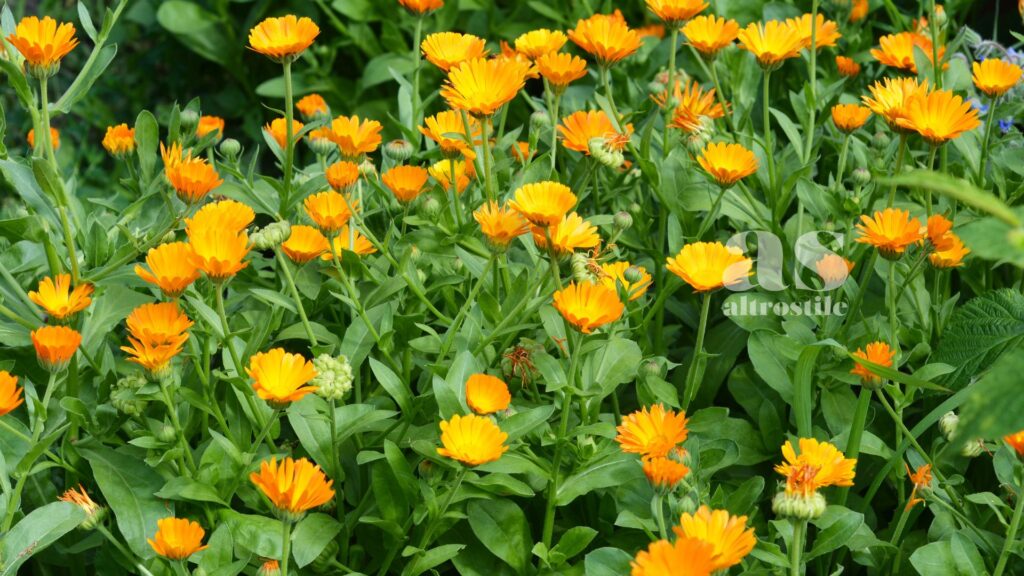 AltroStile • Fiori da mangiare: la guida completa ai fiori commestibili da coltivare in casa