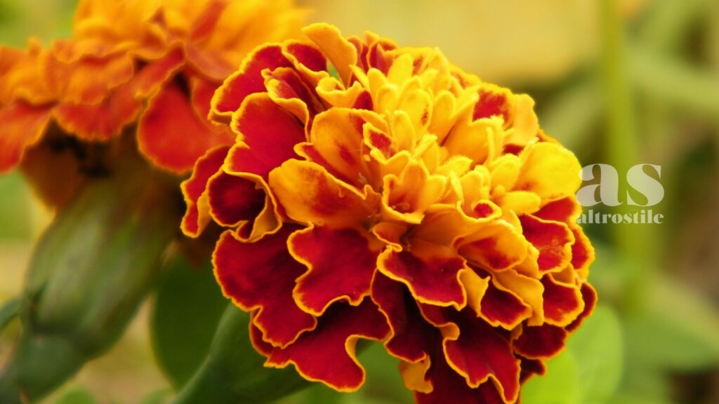 AltroStile • Fiori da mangiare: la guida completa ai fiori commestibili da coltivare in casa