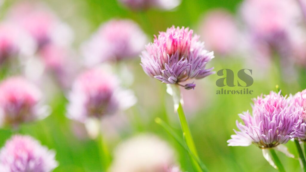AltroStile • Fiori da mangiare: la guida completa ai fiori commestibili da coltivare in casa