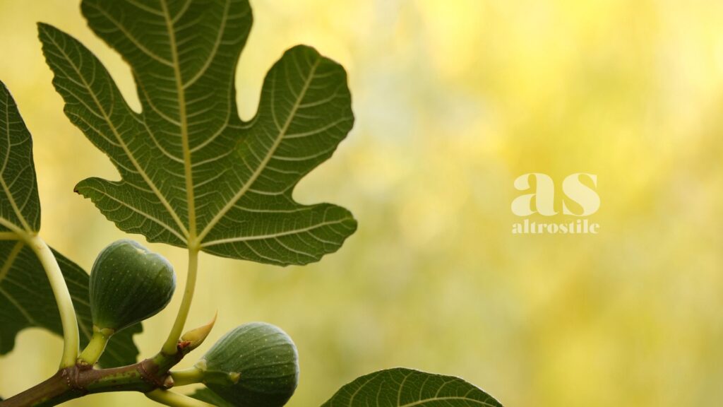 AltroStile • Foglie di fico: rimedio che aiuta a regolare la glicemia