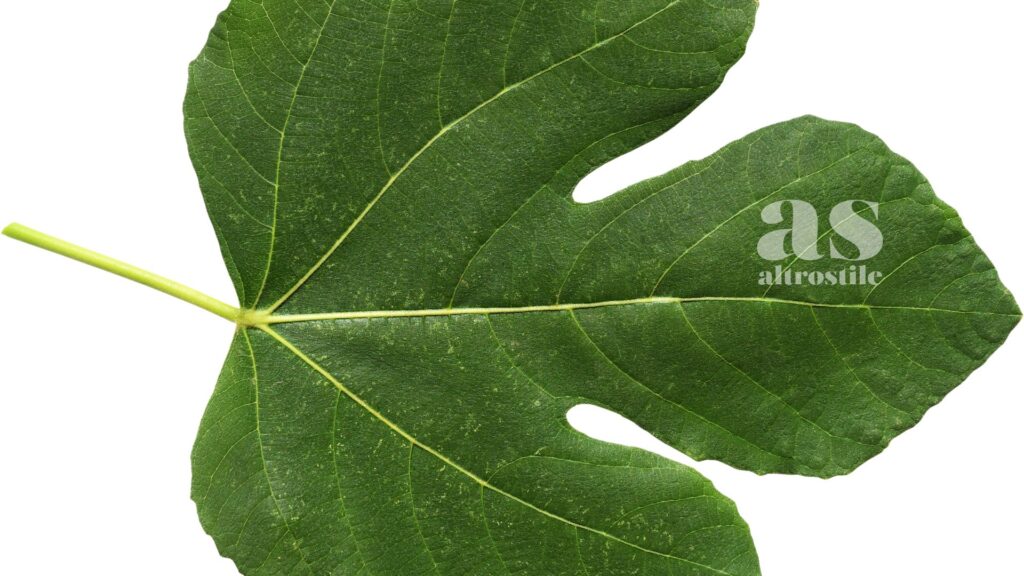AltroStile • Foglie di fico: rimedio che aiuta a regolare la glicemia