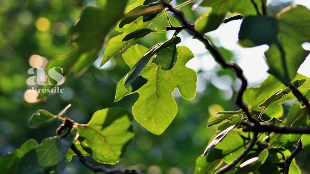 AltroStile • Foglie di fico: rimedio che aiuta a regolare la glicemia
