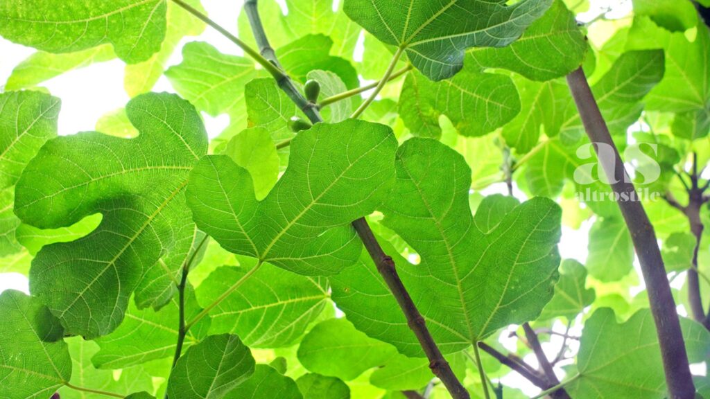 AltroStile • Foglie di fico: rimedio che aiuta a regolare la glicemia