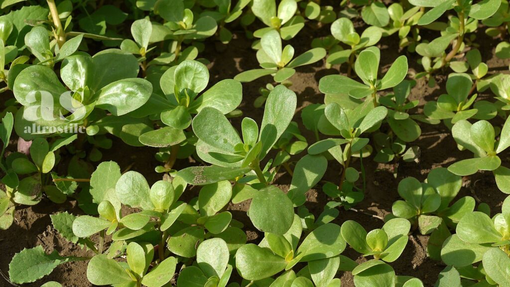 AltroStile • Portulaca: proprietà, usi e benefici di una pianta dimenticata