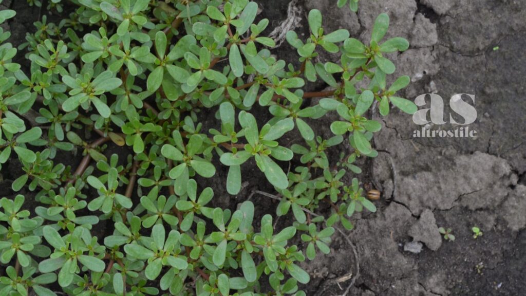AltroStile • Portulaca: proprietà, usi e benefici di una pianta dimenticata