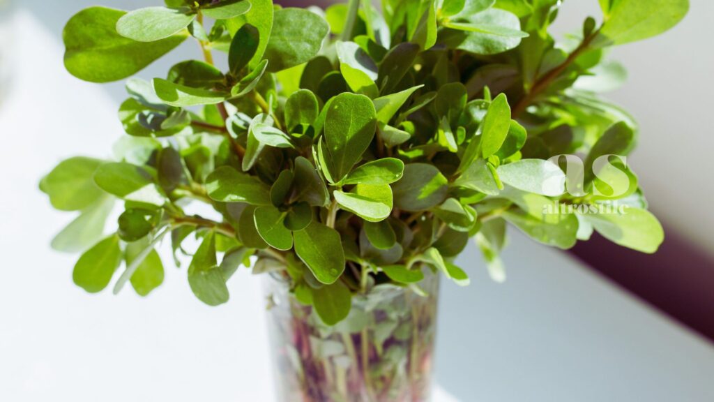AltroStile • Portulaca: proprietà, usi e benefici di una pianta dimenticata