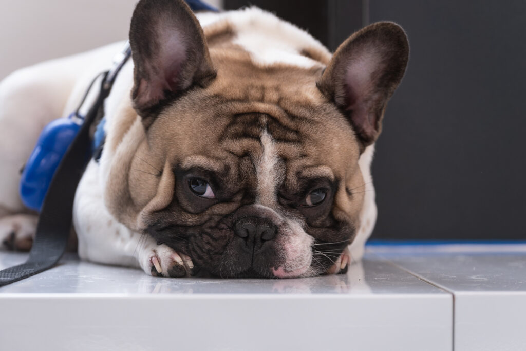 AltroStile • Pet Anatomy: dove l’amore cura e il dolore unisce