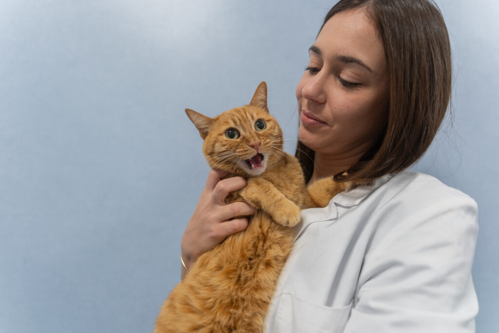 AltroStile • Pet Anatomy: dove l’amore cura e il dolore unisce