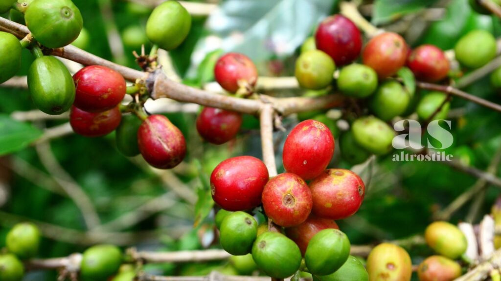 AltroStile • Caffè e disidratazione; sfatiamo un mito con la scienza