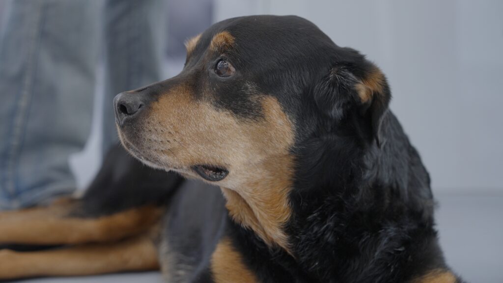 AltroStile • Pet Anatomy: dove l’amore cura e il dolore unisce
