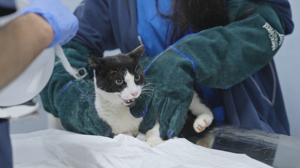 AltroStile • Pet Anatomy: dove l’amore cura e il dolore unisce