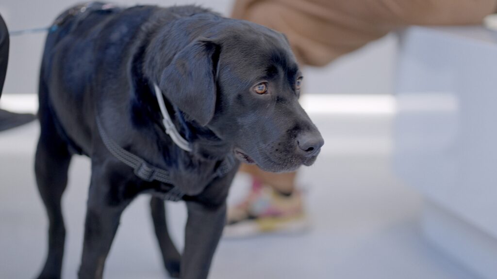 AltroStile • Pet Anatomy: dove l’amore cura e il dolore unisce