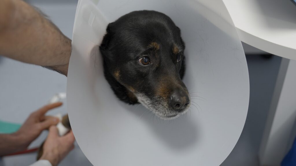 AltroStile • Pet Anatomy: dove l’amore cura e il dolore unisce