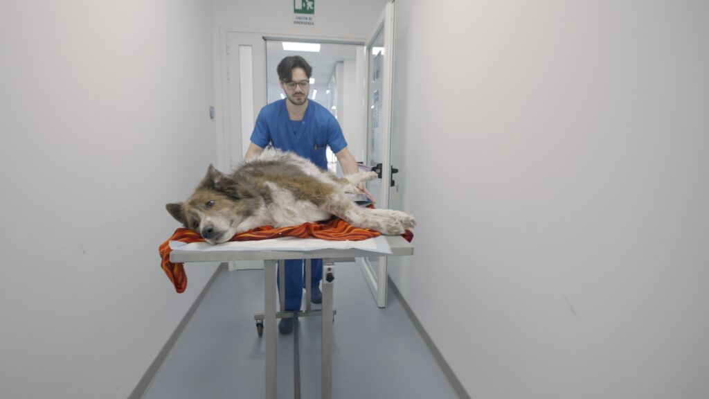 AltroStile • Pet Anatomy: dove l’amore cura e il dolore unisce