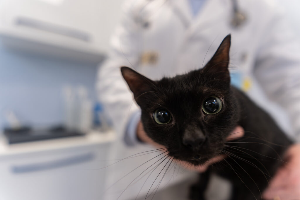 AltroStile • Pet Anatomy: dove l’amore cura e il dolore unisce