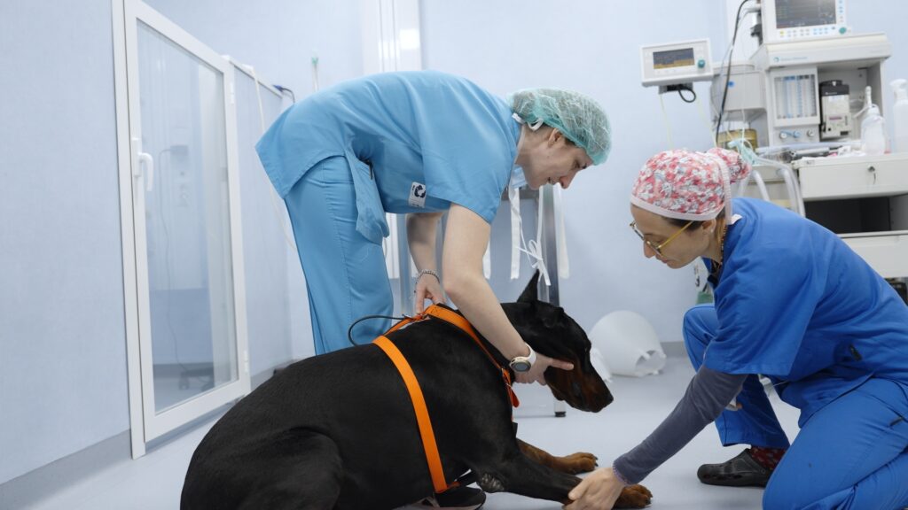 AltroStile • Pet Anatomy: dove l’amore cura e il dolore unisce