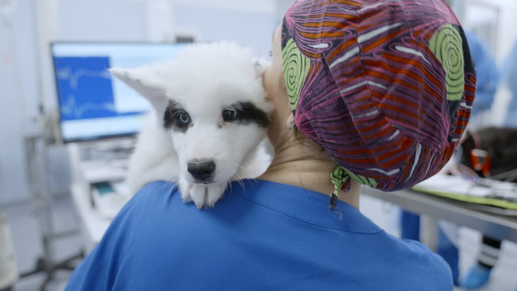 AltroStile • Pet Anatomy: dove l’amore cura e il dolore unisce