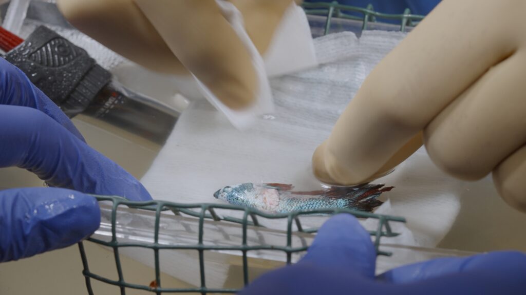 AltroStile • Pet Anatomy: dove l’amore cura e il dolore unisce